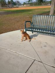 Found/Stray Female Dog last seen Motes and 34th st, San Antonio, TX 78237