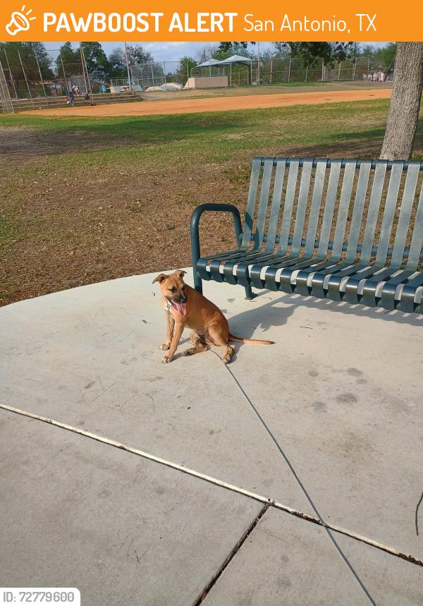 Found/Stray Female Dog last seen Motes and 34th st, San Antonio, TX 78237