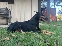 Lost Female Dog last seen Scuba Ranch, Terrell, TX 75161