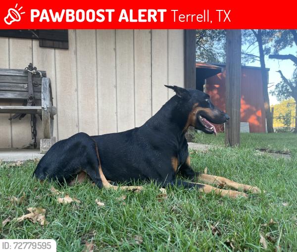 Lost Female Dog last seen Scuba Ranch, Terrell, TX 75161