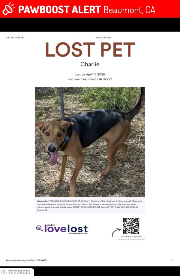 Lost Male Dog last seen Runyan road and Trevino trail , Beaumont, CA 92223