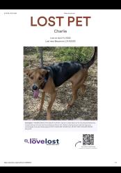 Lost Male Dog last seen Runyan road and Trevino trail , Beaumont, CA 92223