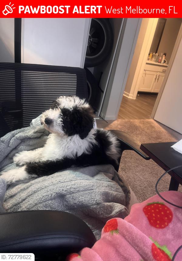 Lost Male Dog last seen 161beth on Melbourne fl, West Melbourne, FL 32904