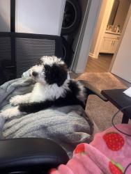 Lost Male Dog last seen 161beth on Melbourne fl, West Melbourne, FL 32904