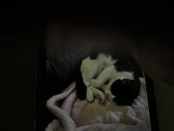 Lost Female Cat last seen Riley,IN, Riley, IN 47871