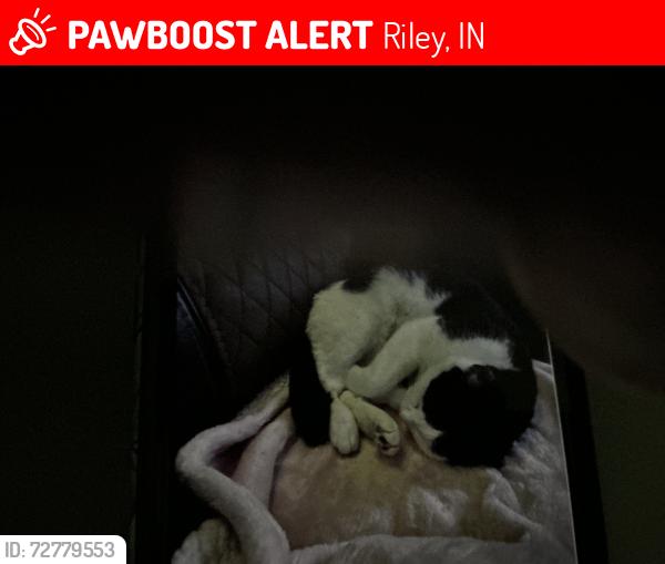 Lost Female Cat last seen Riley,IN, Riley, IN 47871