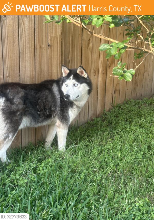 Found/Stray Male Dog last seen Keith harrow blvd, Harris County, TX 77449