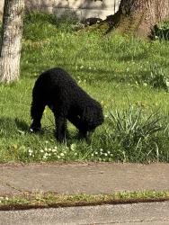Found/Stray Unknown Dog last seen Swegle school, market street, Salem, OR 97305