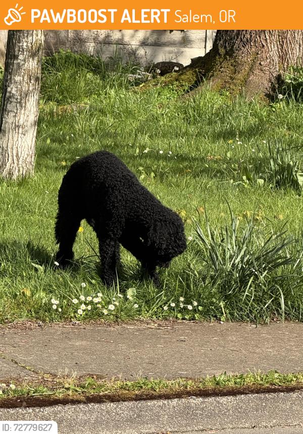 Found/Stray Unknown Dog last seen Swegle school, market street, Salem, OR 97305