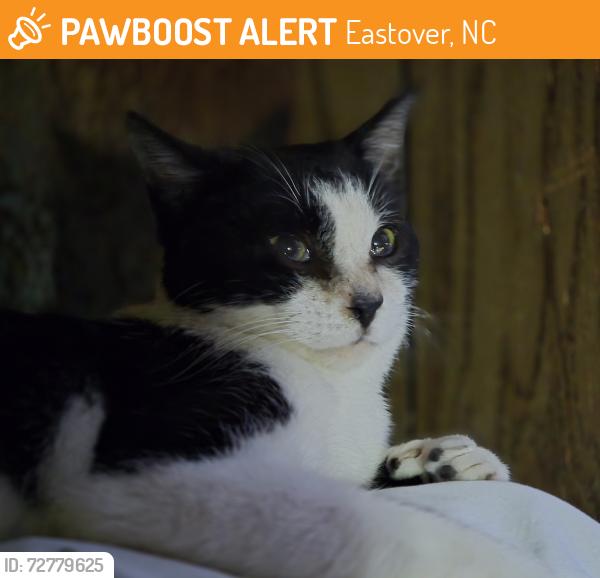 Found/Stray Unknown Cat last seen Dunn Rd/Baywood Rd, Eastover, NC 28301