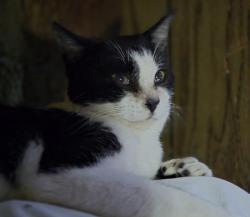 Found/Stray Unknown Cat last seen Dunn Rd/Baywood Rd, Eastover, NC 28301