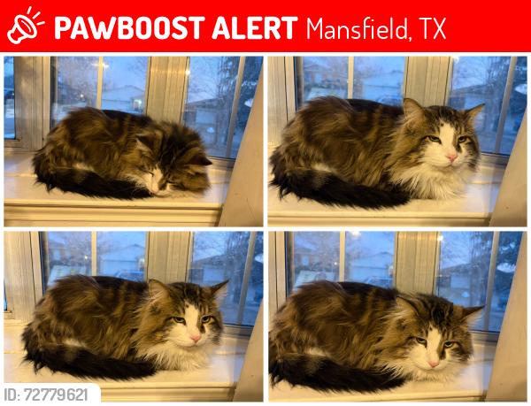 Lost Male Cat last seen Neighborhood across from Worley Middle School, Mansfield, TX 76063