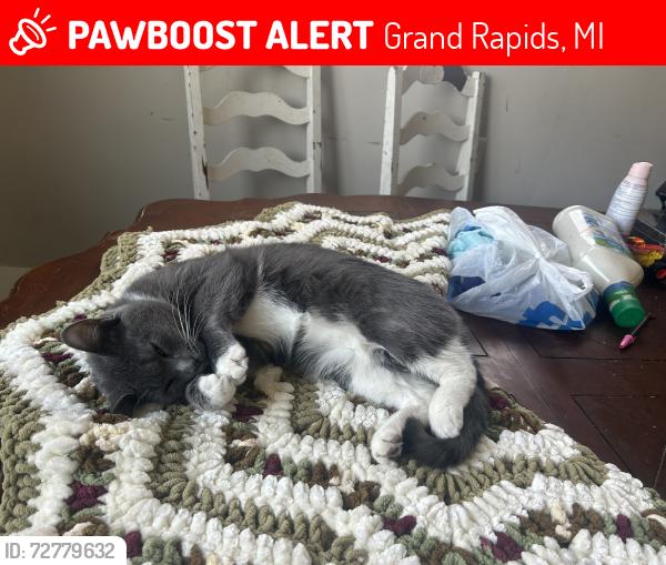Lost Male Cat last seen Storrs , Grand Rapids, MI 49507