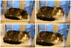 Lost Male Cat last seen Neighborhood across from Worley Middle School, Mansfield, TX 76063