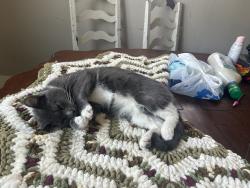 Lost Male Cat last seen Storrs , Grand Rapids, MI 49507