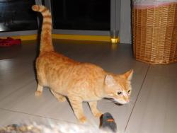 Lost Female Cat last seen Palahia, Makakilo, HI 96707