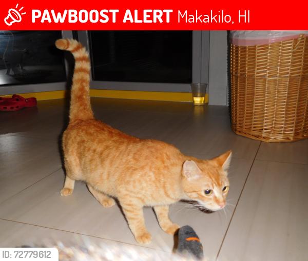 Lost Female Cat last seen Palahia, Makakilo, HI 96707