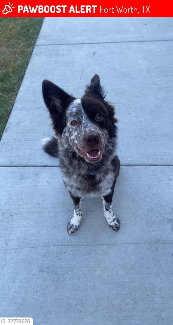 Lost Male Dog last seen Ridgemar south neighborhood, Fort Worth, TX 76116