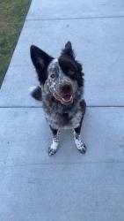 Lost Male Dog last seen Ridgemar south neighborhood, Fort Worth, TX 76116