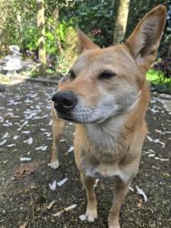 Reunited Male Dog last seen Near Avenue and 144 street , Surrey, BC V3S 8J2