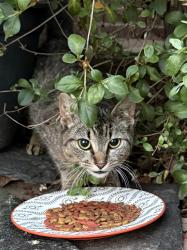 Found/Stray Female Cat last seen River Rd/Corte Castle, Chesterfield County, VA 23838