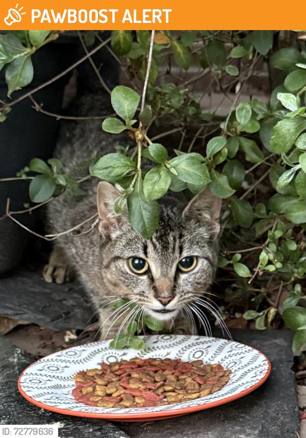 Found/Stray Female Cat last seen River Rd/Corte Castle, Chesterfield County, VA 23838