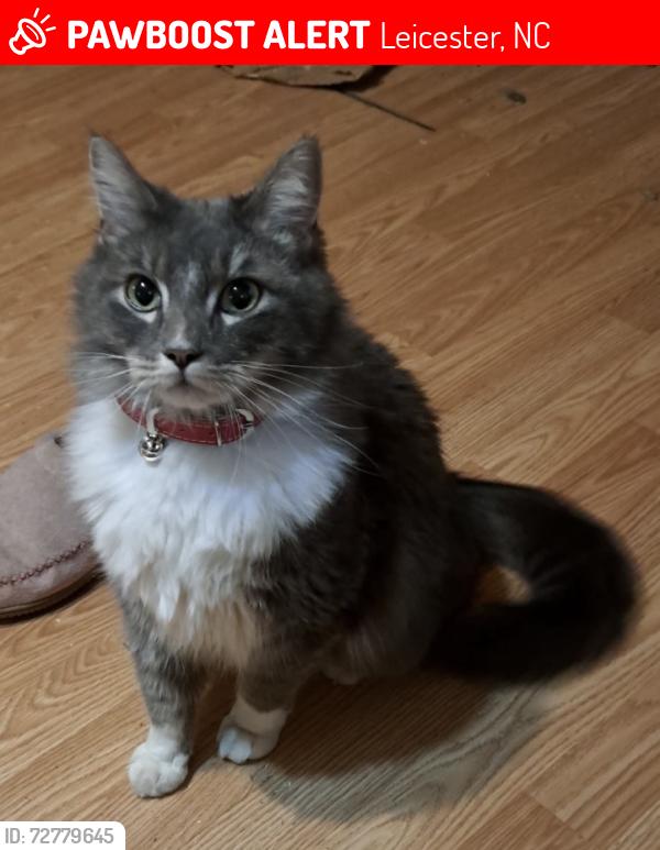 Lost Male Cat last seen Behind Leicester Community Center , Leicester, NC 28748