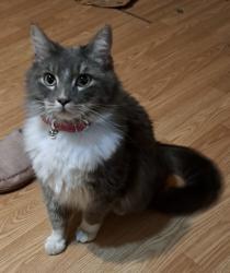 Lost Male Cat last seen Behind Leicester Community Center , Leicester, NC 28748
