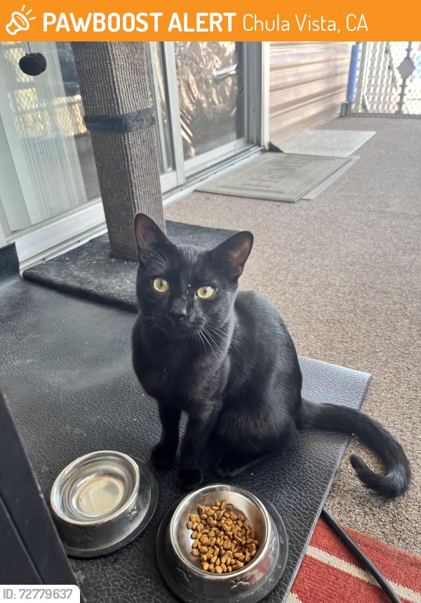 Found/Stray Male Cat last seen Broadway and Anita, Chula Vista, CA 91911