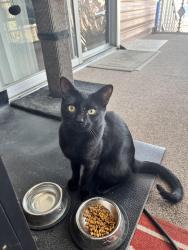 Found/Stray Male Cat last seen Broadway and Anita, Chula Vista, CA 91911