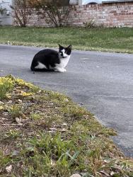 Reunited Female Cat last seen Shoremeade Road/Shoremeade Court, Richmond, VA 23234