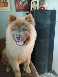 Lost Female Dog last seen Near clover st Dayton ohio, Dayton, OH 45410