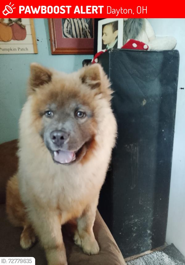Lost Female Dog last seen Near clover st Dayton ohio, Dayton, OH 45410