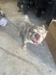 Found/Stray Unknown Dog last seen Near Autumnview Ct, Huntersville, NC 28078