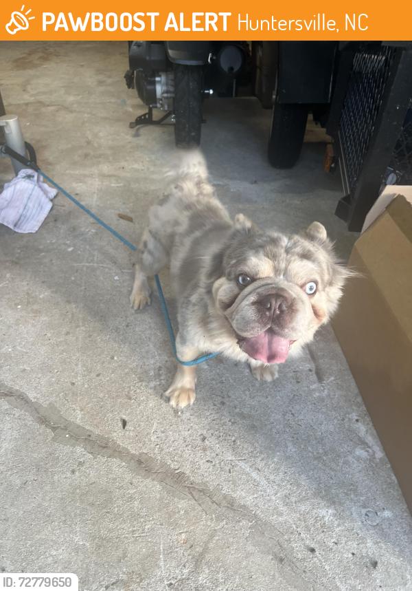 Found/Stray Unknown Dog last seen Near Autumnview Ct, Huntersville, NC 28078