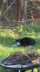 Found/Stray Unknown Cat last seen NE 172ND AVE & HALSEY, Portland, OR 97230