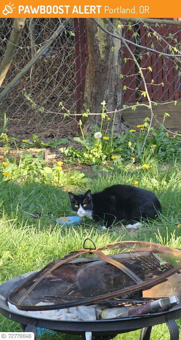 Found/Stray Unknown Cat last seen NE 172ND AVE & HALSEY, Portland, OR 97230