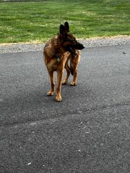 Found/Stray Male Dog last seen Started on Rifle Ridge, but then turned and headed down Vale toward Hunt Road, Oakton, VA 22124