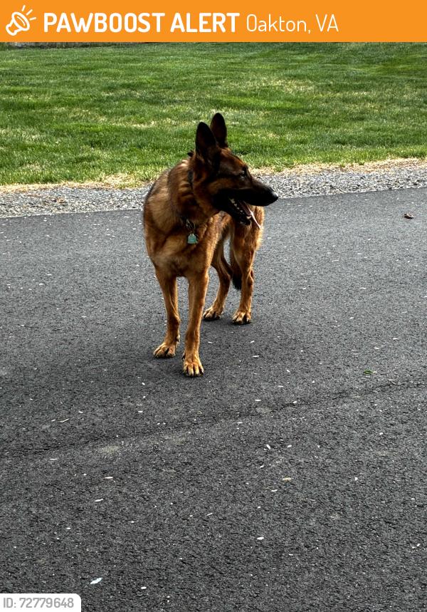 Found/Stray Male Dog last seen Started on Rifle Ridge, but then turned and headed down Vale toward Hunt Road, Oakton, VA 22124