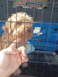 Found/Stray Male Dog last seen Riverside highschool , Lake City, AR 72437