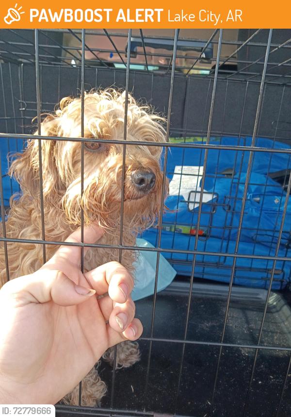 Found/Stray Male Dog last seen Riverside highschool , Lake City, AR 72437