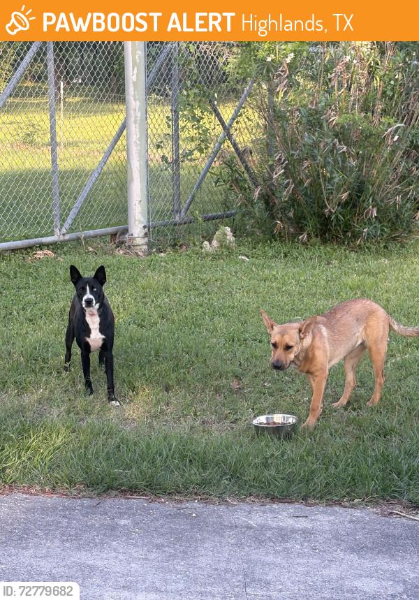 Found/Stray Female Dog last seen Grace lane & 2100, Highlands, TX 77562