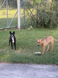 Found/Stray Female Dog last seen Grace lane & 2100, Highlands, TX 77562