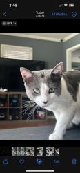 Lost Male Cat last seen Wildwood DrMemphis, TN  38111United States, Memphis, TN 38111