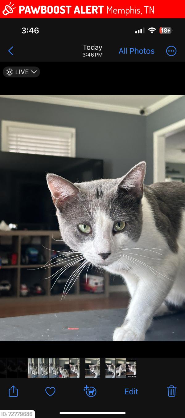 Lost Male Cat last seen Wildwood DrMemphis, TN  38111United States, Memphis, TN 38111