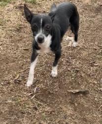 Found/Stray Male Dog last seen Harlan and Arizona lakewoood co, Lakewood, CO 80232