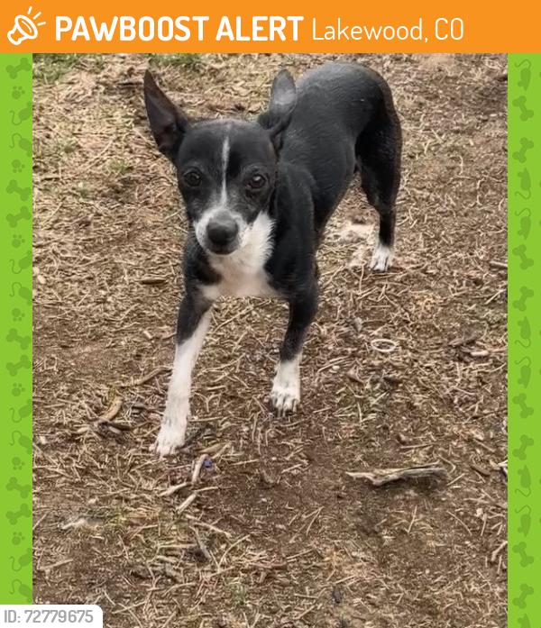 Found/Stray Male Dog last seen Harlan and Arizona lakewoood co, Lakewood, CO 80232