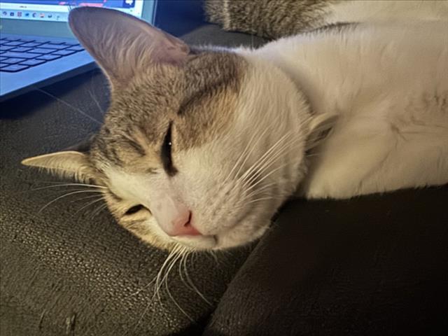 Shelter Stray Male Cat last seen SARAHS PL CLERMONT 34714, 12280 County Rd 448, Tavares, FL 32778, USA