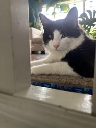 Found/Stray Male Cat last seen Rt 125, Pleasant Plains, IL 62677