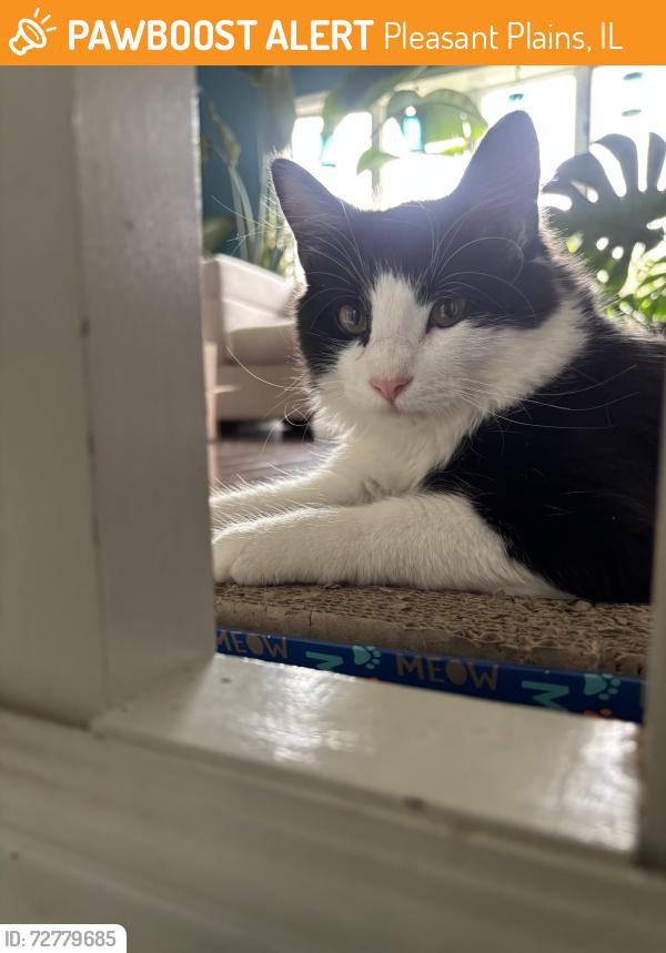Found/Stray Male Cat last seen Rt 125, Pleasant Plains, IL 62677